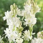 PARYAVARAAN Rajnigandha / Tuberose | Suitable for Indian Climate | Milky White Flower (Pack of 15 Flower Bulbs)