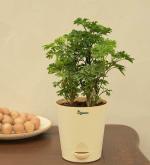 UGAOO Aralia Live Plant With Self Watering Pot