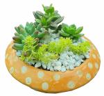 MVM e-comerce Succulent Plant Live Set Of Four Combo Without Pot