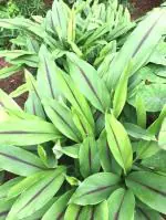 Plantzoin Black turmeric Kali haldi Curcuma caesia Kala haladi Live Plant
