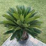 Cloud Farm Hybrid Cycus Revoluta Plant - 200 mm CF91