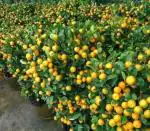 Immerse Green Chinese Varieties Mandarin Sweet Orange Plant (1-1.5 Ft Size)