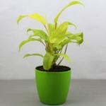 Cloud Farm Hybrid Philodendron Plant - 150 mm CF770