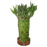 PARYAVARAAN Bamboo Fortune Wheel Live plant Indoor Air Purifier Plant with Pot