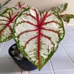 GREENLIVETRADERS Caladium flower bulbs Scarlet FlameLeafy Plant 