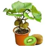 Cloud Farm Kiwi Plant Garden Healthy Plant Nursery Outdoor Living Plant (Green),CF_T25