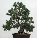 NooElec Seeds India 35 Seeds- Indoor/Outdoor Growing Dwarf Japanese Black Pine Tree Seeds For Planting