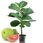 Cloud Farm Seedless Amrud Healthy Red Diamond Guava Grafted Plant & Tree (Pack Of 1) ,CF_N163