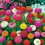 Tamransh Kolkata Orchid Online Zinnia Mix Flower Seeds, 50 Seeds
