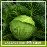 Farmgokart 200 Seed Pack of CABBAGE SEEDS