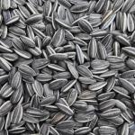 Sage Square Sunflower Seeds Birds Food For Grey Parrot, Indian Parrots, Macaw Cockatoo & Exotic Birds (1Kg)