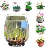 Greenery Hub Organic Lotus Seeds (10 Per Packet)