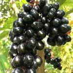 GREEN LINE Jamun Plant BlackBerry/Kala jamun Fruit High Yield 1 Hybrid Healthy Rare Tropical Fruit Live Plant for outdoor Plant