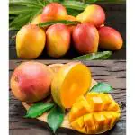 Cloud Farm Sindhu Seedless Mango Hybrid 1 Healthy Fruit Plant (Grafted Plant, 2-3 Feet Height) Healthy Plant for Home Garden CF_N1_42