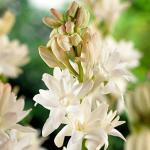 PARYAVARAAN Rajnigandha / Tuberose - Suitable for Indian Climate - Milky White Flower (Pack of 3 Flower Bulbs)