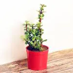FlowerAura Decorative Jade Live Indoor Plant With Blossom Plastic Vase Pot For Living Room, Balcony, Table Corner, Office/Home Decoration