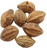 Tamransh Somadev Terminaia Chebula Seed, 20 Per Packet