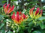 PARYAVARAAN Gloriosa Superba Plant For Outdoor Summer Gardening pack of 3 bulbs
