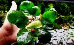 Maalavya Green Anubias Golden Coin Live Aquarium Aquatic Plant In Pot - 100 G