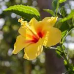 Cloud Farm Hybrid Yellow Flower Hibiscus Plant - 200 mm CF330080