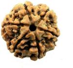 SHIVOHAM Brown 6 Mukhi Nepal Rudraksha Lab Certified Wood Pendant