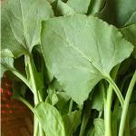 XOLDA Hybrid Chukka Kura Seed (70 per packet)