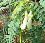 Cloud Farm Hybrid Agastya Flower ZZ Plant - 200 mm CF_O54