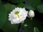 Indian Gardens White Lotus Live Plant Rare Maldives code 29