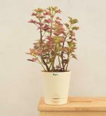 UGAOO Coleus Light Live Plant With Self Watering Pot (Medium)