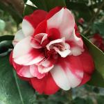 Online Plant Bazar Multicolor Camellia Flower Live Plant-M3