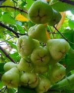 Cloud Farm Syzygium Rose Water Apple Wax Apple Java rose apple Jamrul Fruit Healthy Plant[CF20011]