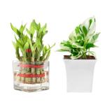PHULWA 2 Layer Lucky Bamboo Plant With Square Glass Pot And Pothos Money Plant With White Square Pot (Set Of 2)
