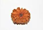Feel Touch Mart 14 Mukhi Divine Nepal Rudraksha Beads with Lab Certified