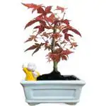 Abana Homes Ceramic Red Maple Bonsai Tree With Pot