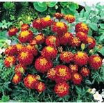 Platone Marigold PlantGada PlantMORNI-AK-103