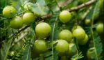 JIGNISHA SEEDS Amla Vegetable Seeds Pack Of 30