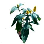 SENECIO Golden Shrimp Lollipop Plant Pachystachys Lutea Flowering Ornamental LIVE Plant