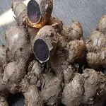 Xetomos Very Deep Dry Kali Haldi Black Turmeric Sprouting Seed for Pooja 7Pcs