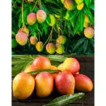 Cloud Farm ALPHONSO MANGO Hybrid Grafted Mango Fruit Plant (Healthy Plant, 2-3 Feet Height) Healthy Plant for Home Garden CF_N1_43