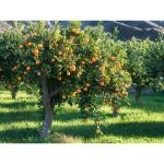 Cloud Farm Rare Bush Orange Dwarf Orange fruit Healthy Layering Plant (1-1.5 Ft Size) CF_1081
