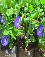 ROY'S FASHOIN Aparajita/ Butterfly Pea Plant (Hybrid, Pack of 1)