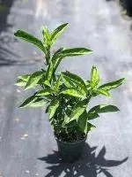 Cloud Farm Hybrid Hasnuhana Jasmine Plant - 200 mm CF_O87