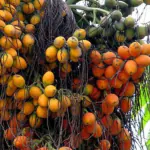 Ashokavanam Betelnut Palm (Areca Catechu) Plant - 20 (seeds)
