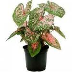 PARYAVARAAN Caladium Seeds Mixed pack of 6 bulbs