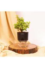 Kyari Black Plastic Live Jade Plant Self Watering Pot 10 x 10 x 24cm (Pack of 1)