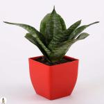 PLATONE Snake Plant_snake plant hikh(x116