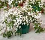 Zomoloco Flower Jasmine Hybrid Plant - 115 Mm