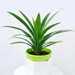 Heaven Of Saplings Pandanus Plant (Pack of 1)