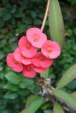 Cloud Farm Euphorbia Mili Crown of Thorns Healthy Flower Plant [CF83]