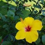 Cloud Farm Hybrid Yellow Flower Hibiscus Plant - 200 mm CF70059